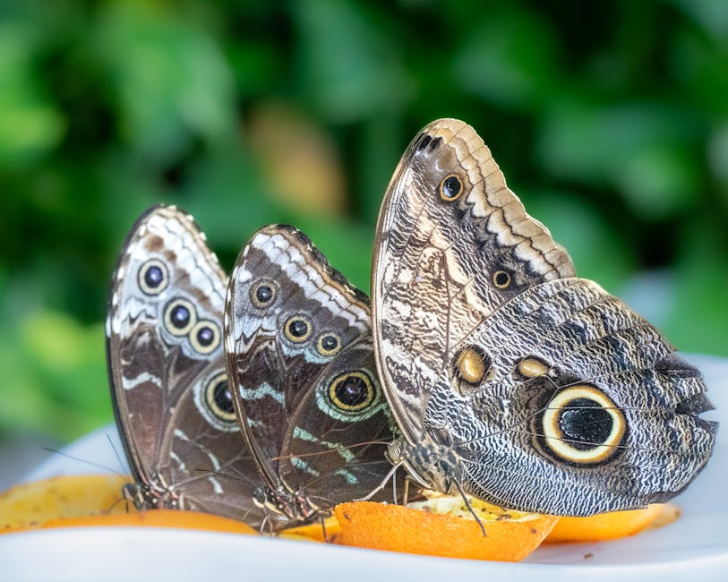 Three owl butterflies feasting on citrus slices in garden setting