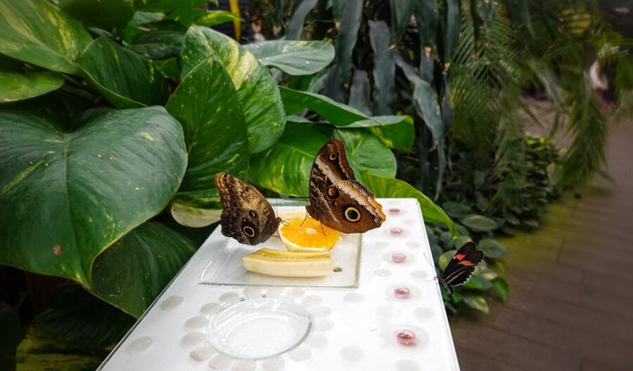Owl butterflies feeding on orange slices at butterfly garden feeding station