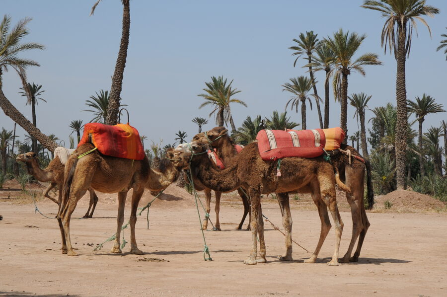La Palmeraie Marrakech palm grove