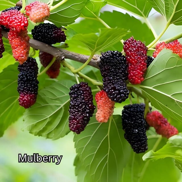 Penang: Tropical Fruit Farm Ticket - What Makes It Worthwhile?