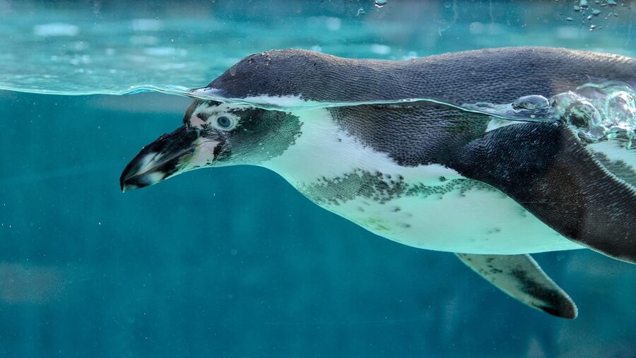 Penguins at zoo and aquarium exhibit