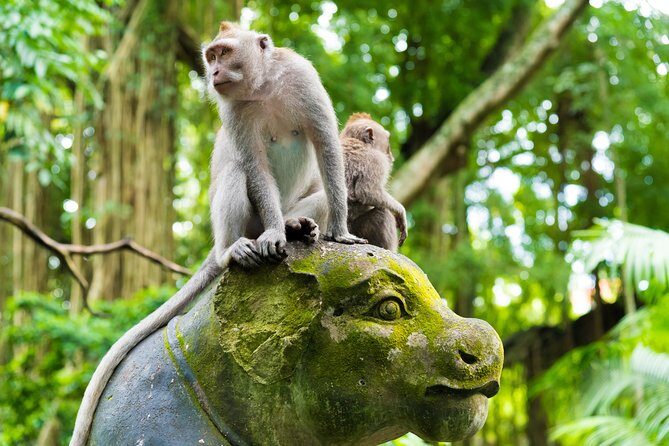 Pick 5 Destinations: Customized Ubud Tour - Who Will Enjoy This Tour?