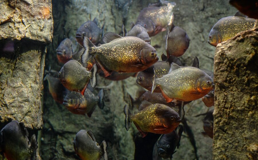 Piranha fish with visible teeth in aquarium