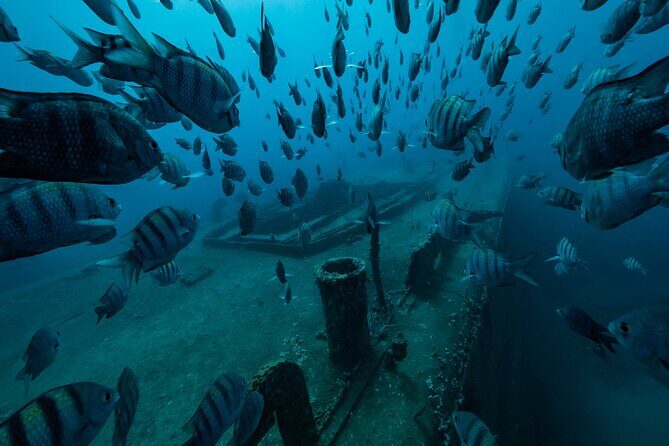 Private Bayahibe 3 Tank Diving with Lunch from Punta Cana - What Sets This Tour Apart?