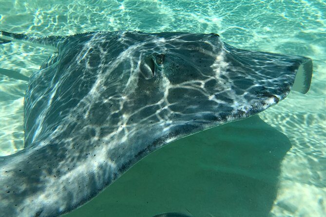 Private Full-Day Stingray City, Snorkeling, Kaibo Bar & Grill and Starfish Beach - Detailed Itinerary Breakdown