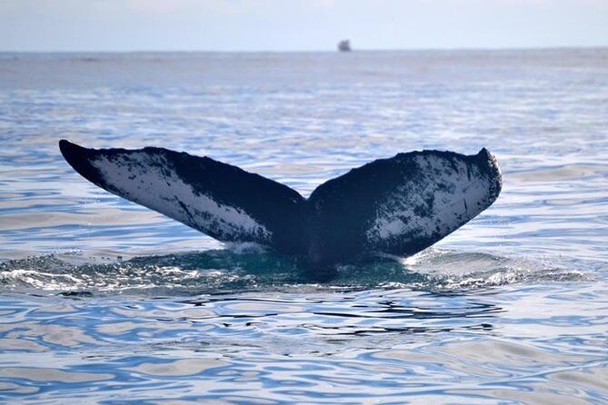 Private Whale and Dolphin Whale Watching Boat Tour - What’s Included and What to Bring