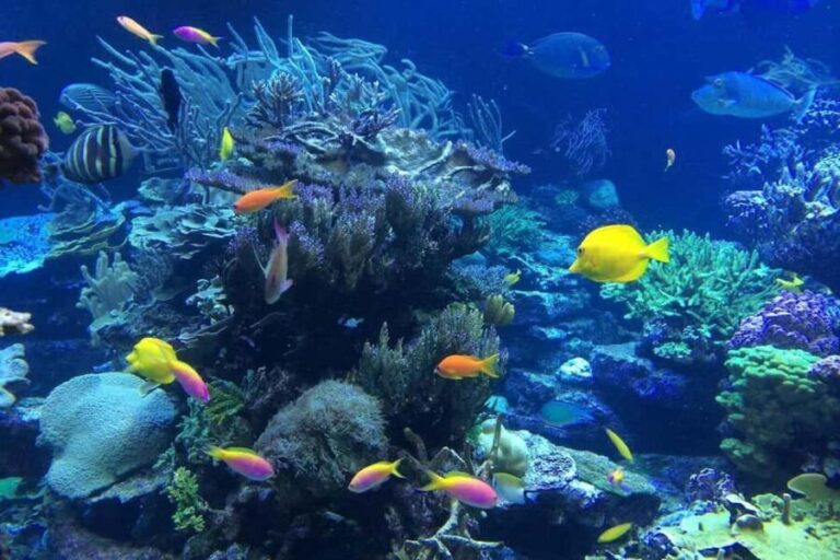 Punta Cana or La Romana: Catalina Island Tour and Snorkeling - Deep Dive into the Itinerary and Experience