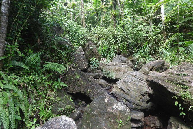 Rainforest Nature Walk & Luquillo Beach Combo - The Value of the Tour