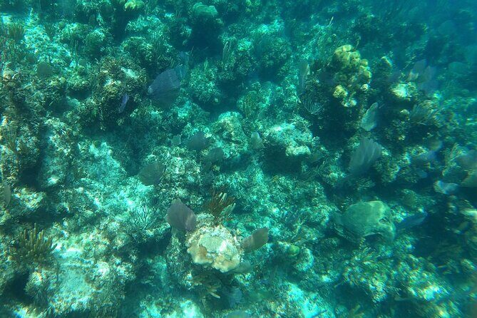Rose Island Adventure: Turtle Swim and Snorkel - Who Should Choose This Tour?