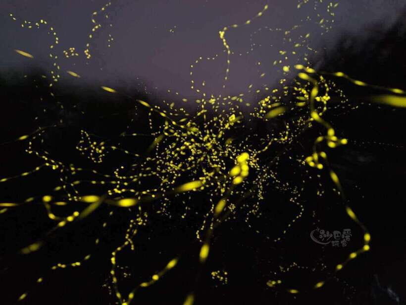 Sabah: Mangrove Fireflies, and Sky Mirror Dream Beach Tour - Authentic Experiences and Honest Feedback