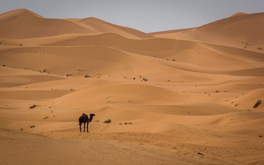 Camel in Erg Chebbi