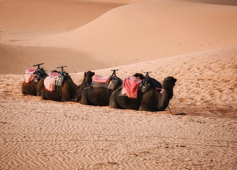 Camels resting in Sahara