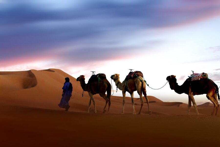 Camel caravan at vibrant sunset Merzouga