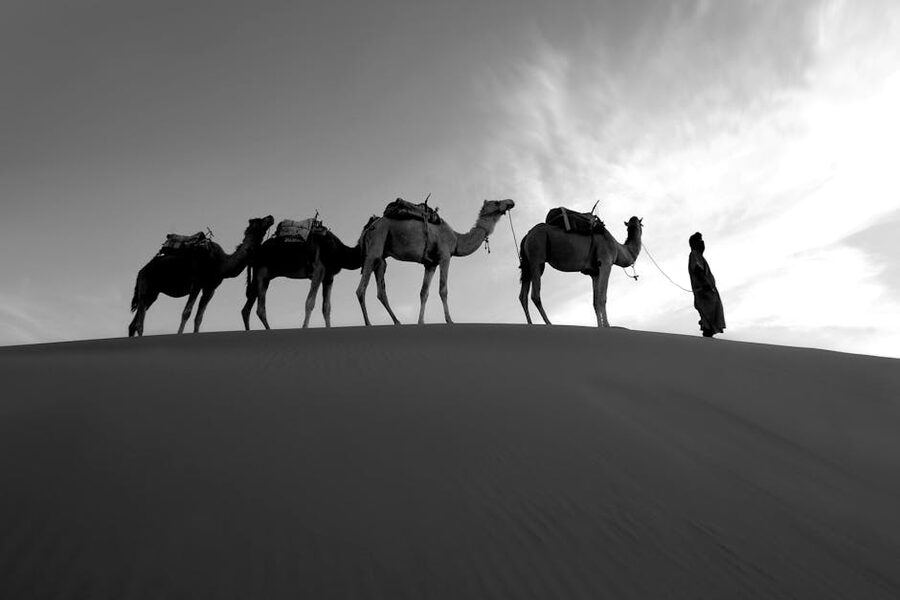 Sahara camel silhouettes at twilight