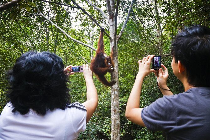 Sarawak Orangutan Semenggoh Wildlife Centre Tour - The Sum Up