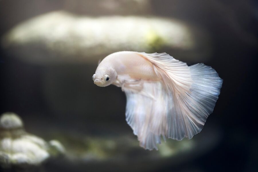 Small seahorse in aquarium tank