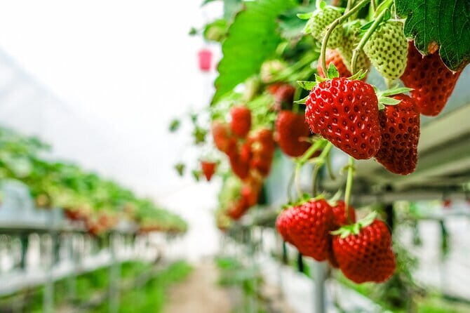 Seasonal Mt. Fuji Scenic Views, Fruit Picking and Ropeway Ride! - Who Will Love This Tour?