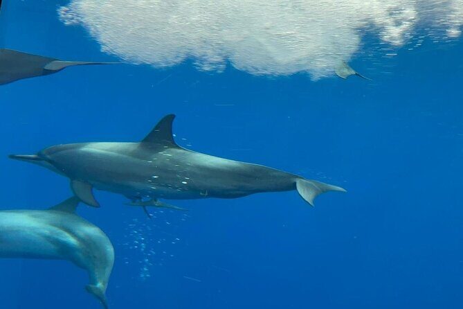 Semi Submarine Boat Experience to Klein Bonaire - Final Thoughts