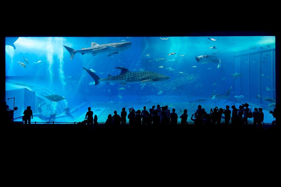 Shark swimming past glass wall in aquarium tank