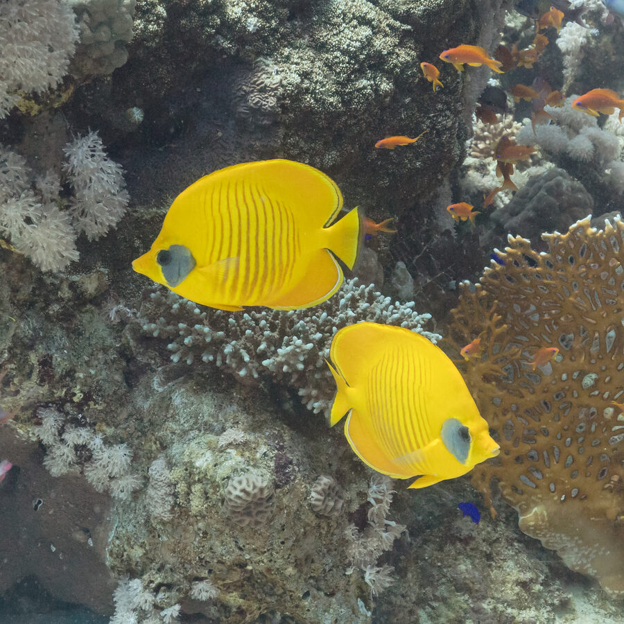 Bluecheek butterflyfish at Sharm reef