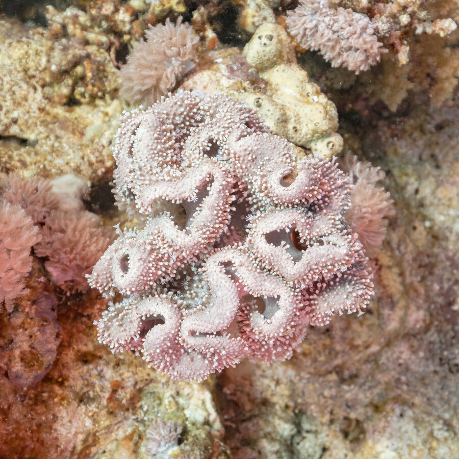 Rough leather coral at Sharm