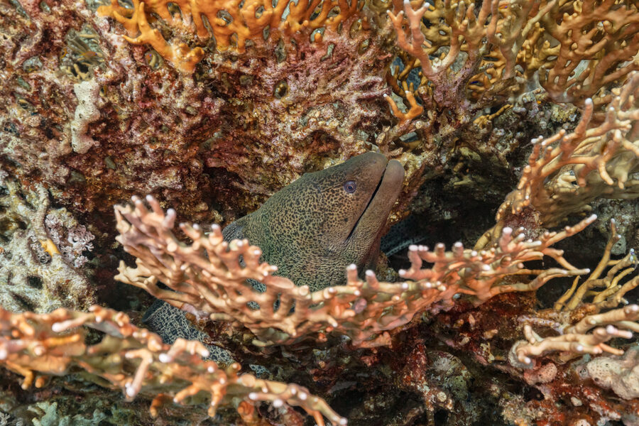 Giant moray at Ras Katy Sharm
