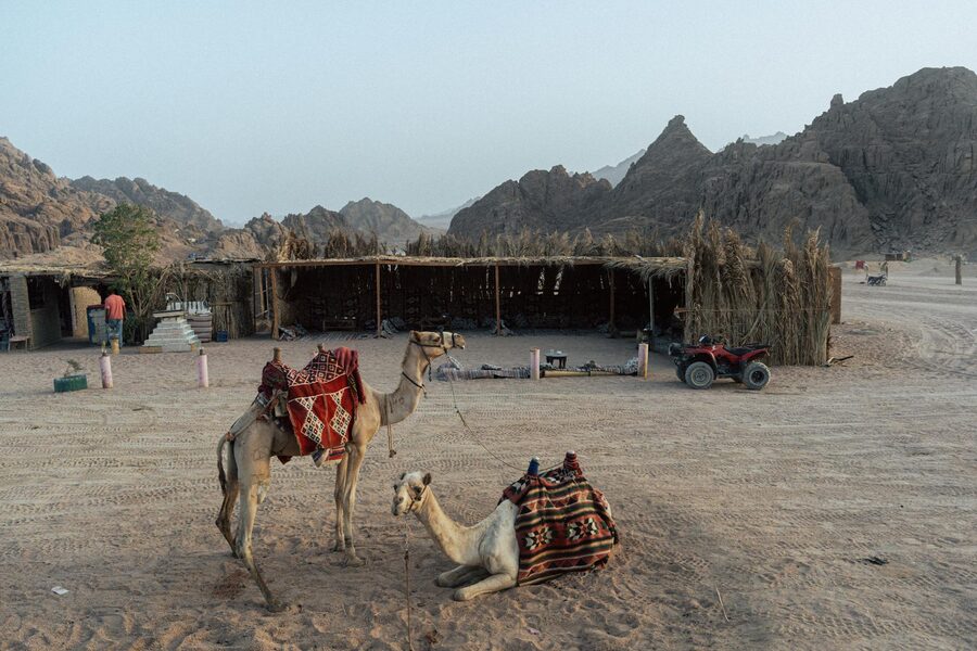 Camels with saddles in Sharm El Sheikh