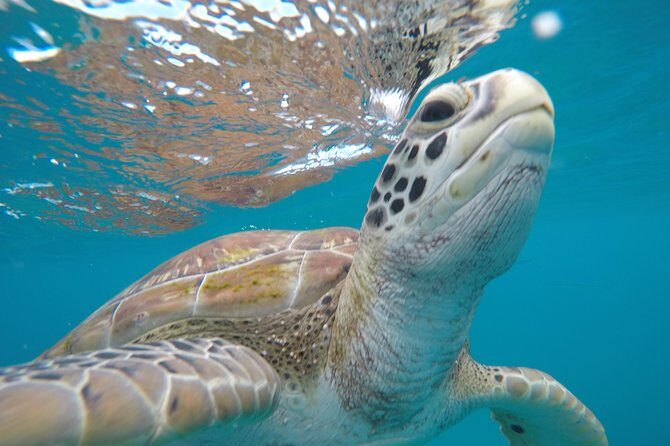 Shasa private catamran sailing cruise, Snorkel with turtles. - Navigating the Details: Transportation, Booking, and Cancellation