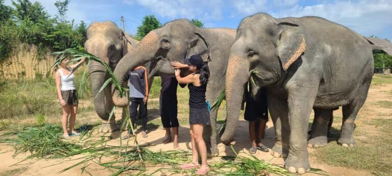 Siem Reap: Kulen Elephant Forest Guided Tour - The Experience in Detail