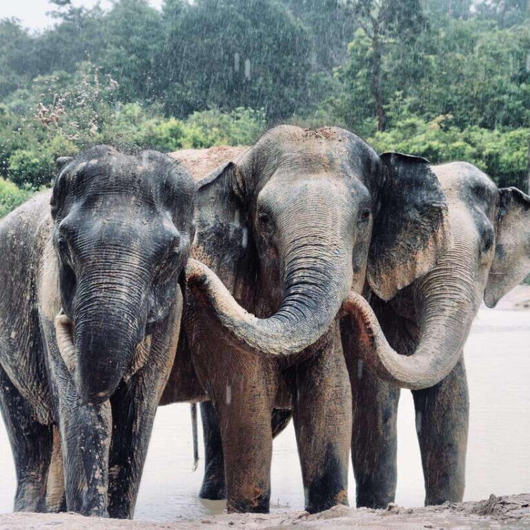 Siem Reap: Kulen Elephant Forest & Tonlesap Lake - What Could Be Better?