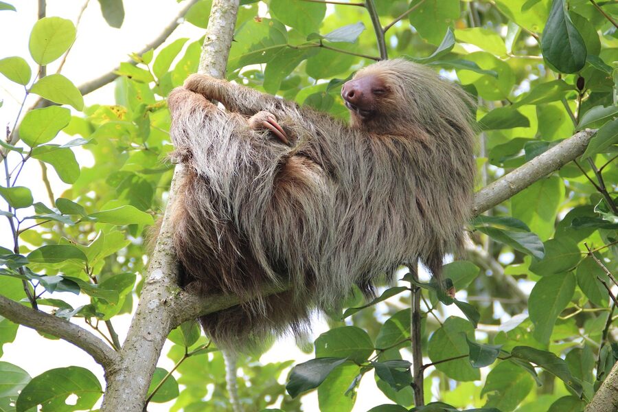 Sloth in tropical rainforest habitat