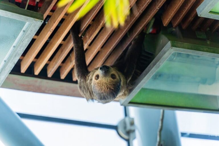 sloth hanging indoor zoo pexels