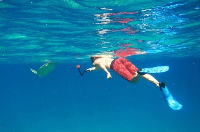 Snorkel Tour - The Marine Environment and Marine Life