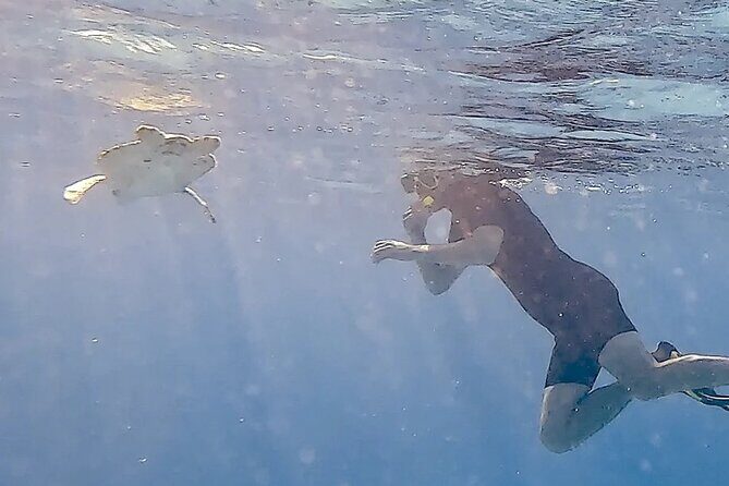 Snorkel with Turtles & see the Flamingos - Who Will Love This Tour?