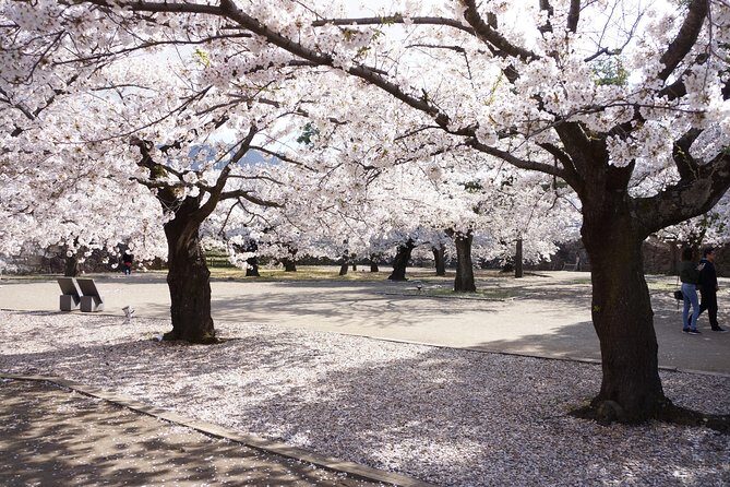 (Spring Only) 1-Day Snow Monkeys & Cherry Blossoms in Nagano Tour - The Experience’s Sweet Spot