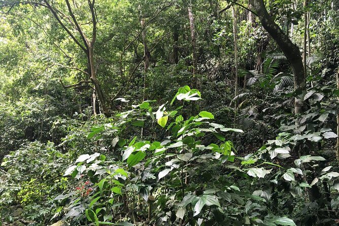 St. Kitts Half-Day Rainforest Tour - Final Thoughts: Who Should Consider This Tour?