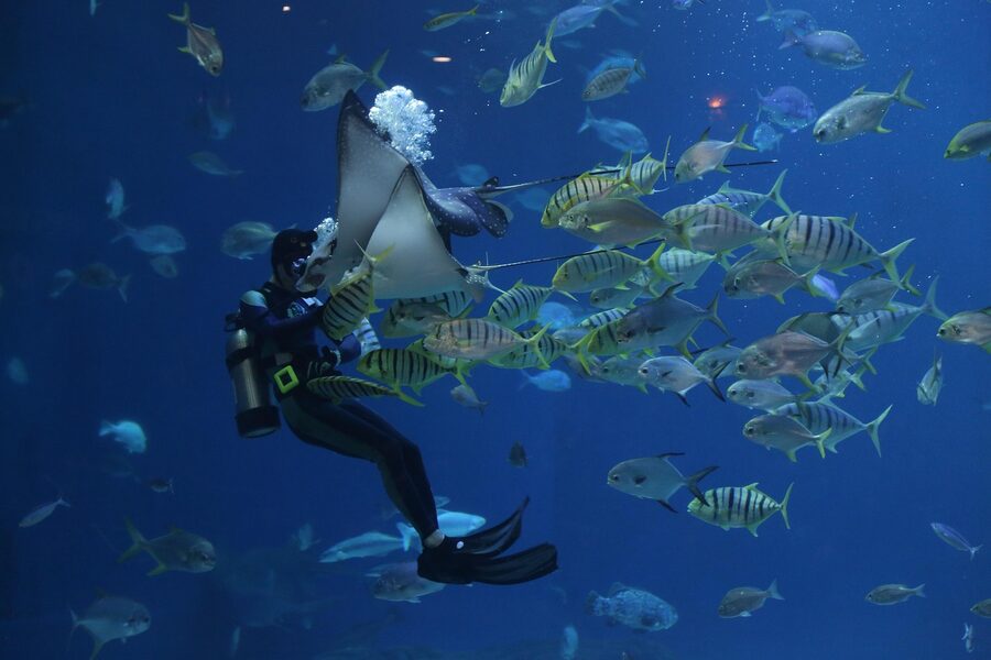 Stingray swimming gracefully in aquarium