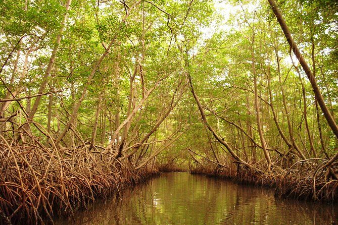Sunset Boat Tour into Caroni Wetlands - What Makes This Tour Stand Out?