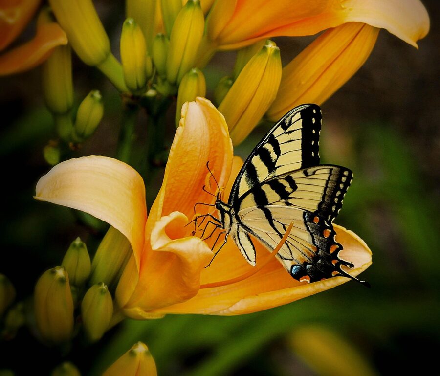 Old World Swallowtail butterfly on flower in garden setting