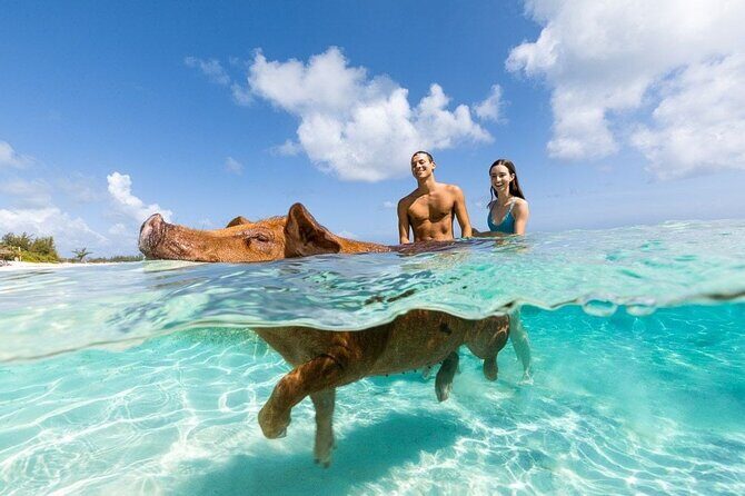 Swim with the Pigs Safari in Bahamas (2hrs) - What the Reviews Say