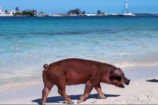 Swimming Pigs, Snorkeling and Beach Tour in Nassau Bahamas - The Value and Booking Tips