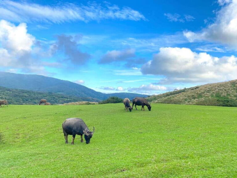 Taipei: Yangmingshan & Beitou Full-Day Tour - Transportation, Group Size, and Overall Value