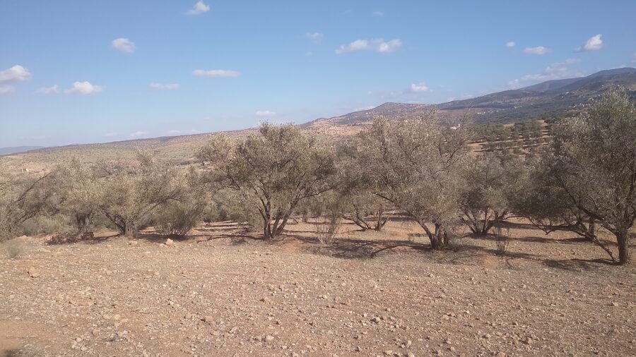 Imlil olive trees