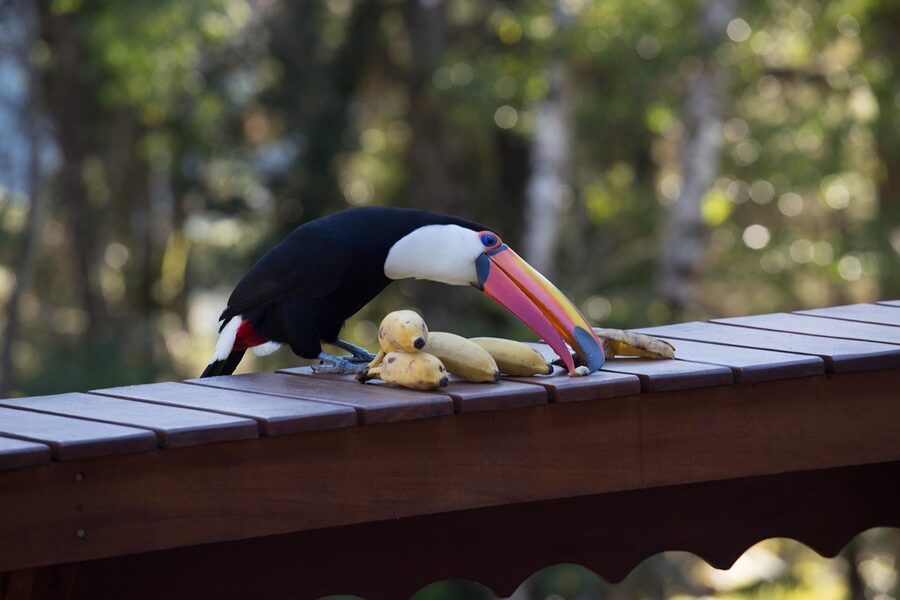 Exotic tropical toucan perched in rainforest setting