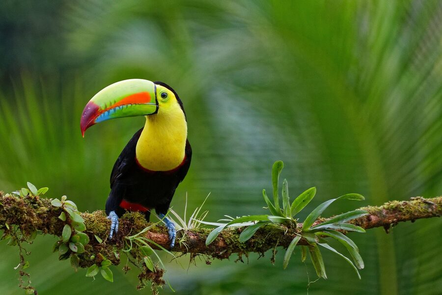 Toucan in tropical green setting with lush vegetation