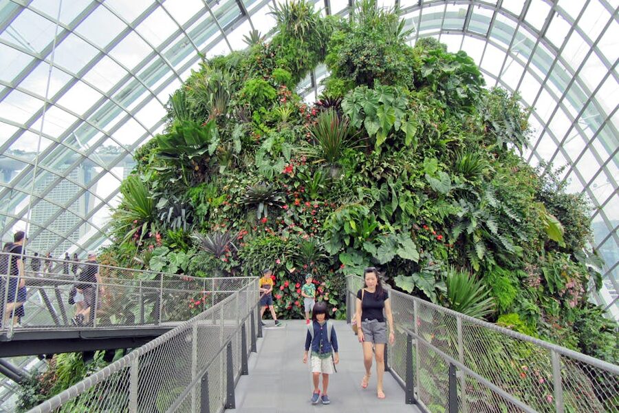 Elevated walkway through lush tropical plants in biodome setting