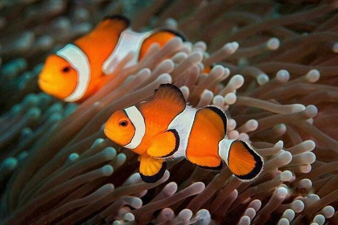 Try Scuba Diving - The Environment and Views