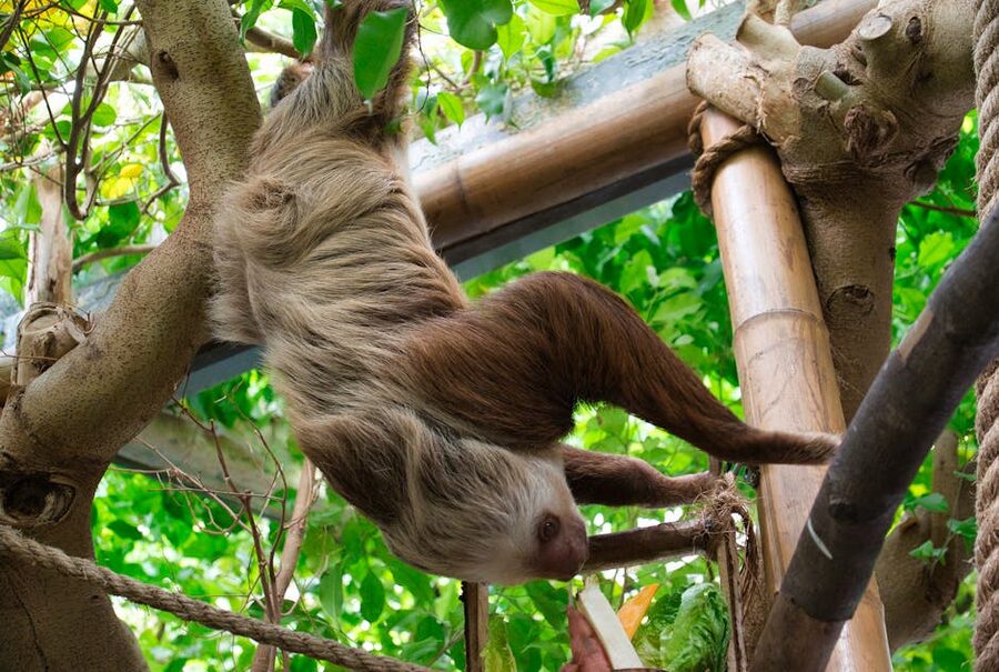 Two-toed sloth hanging from tree branch in lush green environment