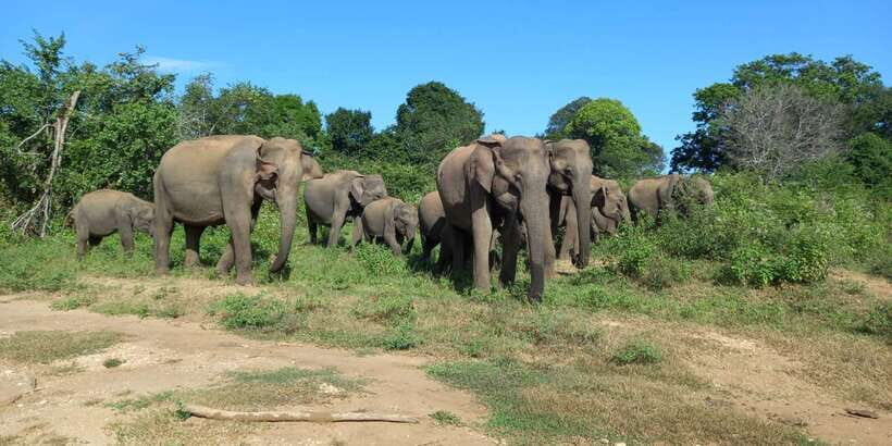 Udawalawe National Park - 7 Hours Private Safari tour - The Vehicle & Guide Experience