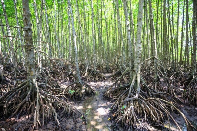 Vam Sat Mangrove Forest Private Tour from Ho Chi Minh City - Overview of the Tour Experience